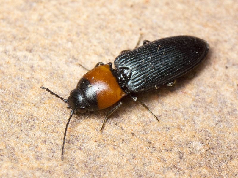Cardiophorus ruficollis (Linnaeus, 1758)